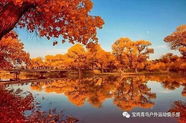 四月是你的谎言里面那只黑猫是什么猫？